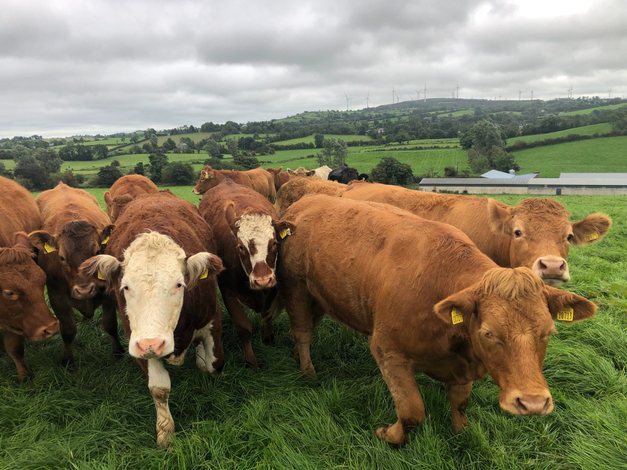 Beef kill: Steers drop, cows rise but numbers stay steady