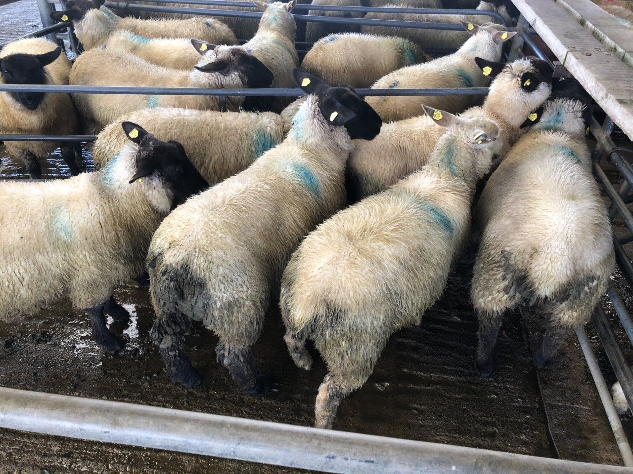 Store lamb trade drives on another €2-5/head at marts