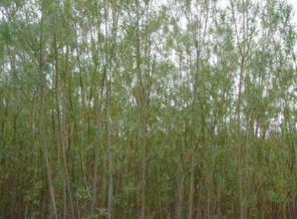 Tilting trees causes them to produce more sugars for biofuel