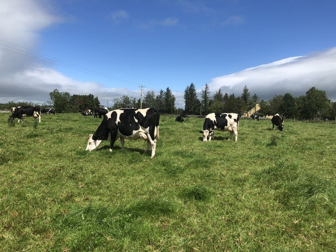 Munster Bovine launches new Milk Recording Lifetime Summary Report