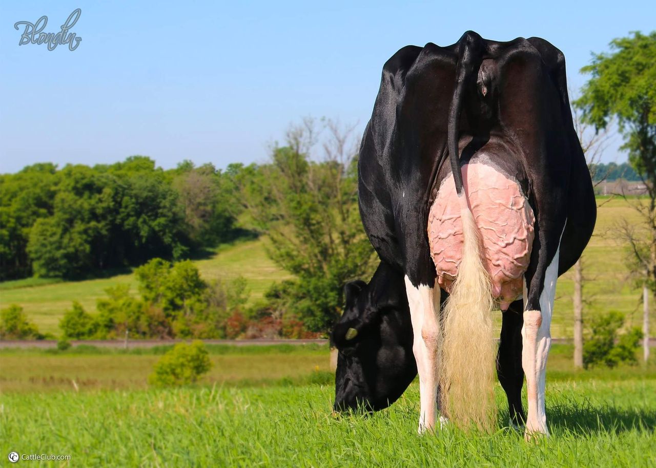 9,000gns achieved at the 38th edition of the Black &amp; White sale