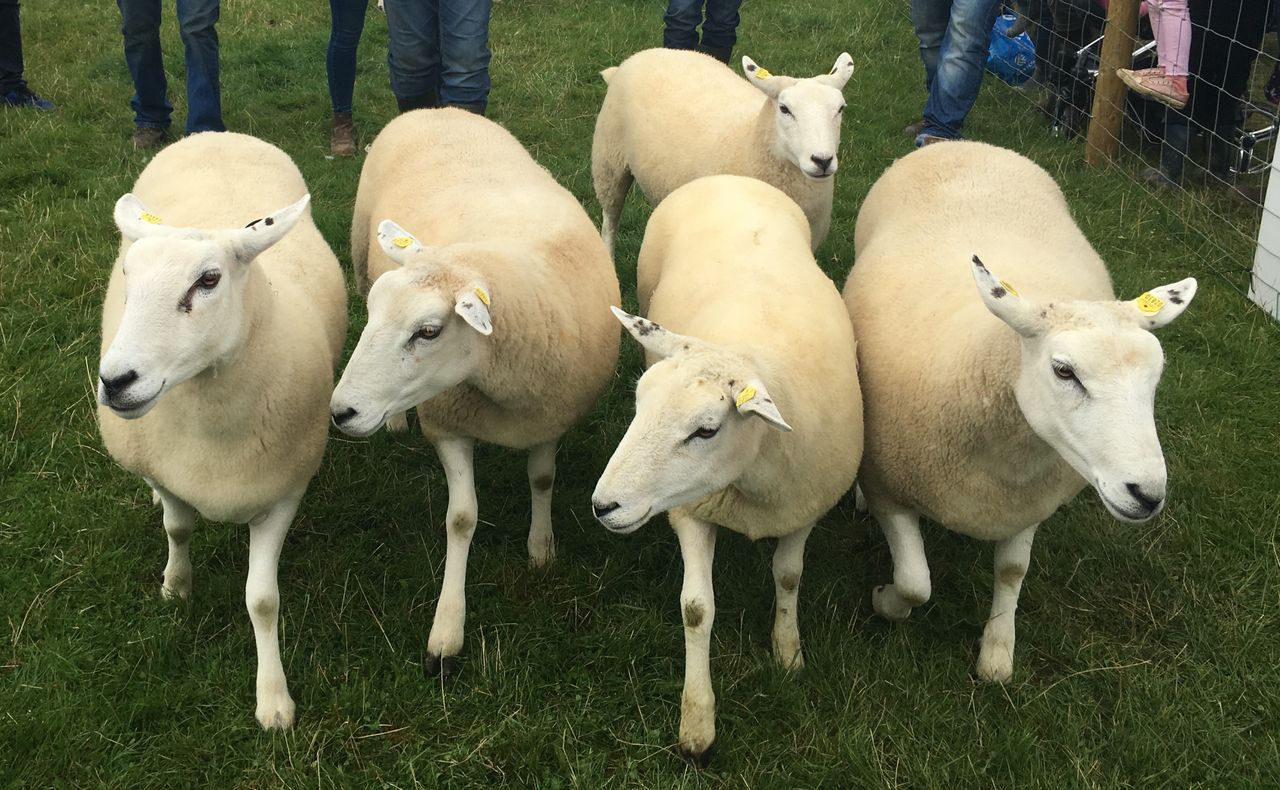 Tullamore Show: Who were the big winners in the sheep section?