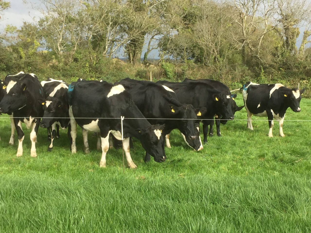 EU milk output rising, but jury out on production prospects for New Zealand