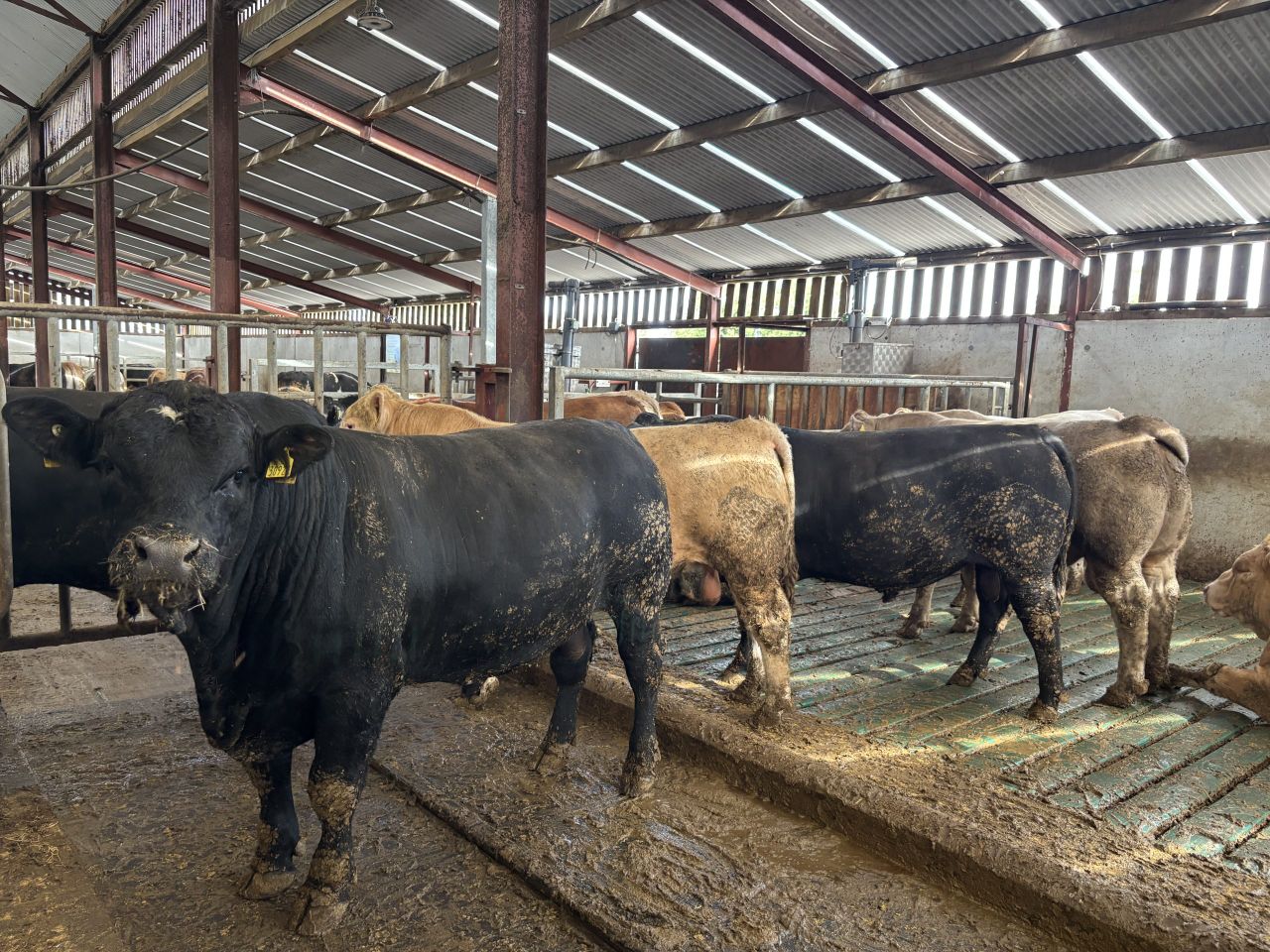 Kildare 700-head beef finishing research unit hosts farm open day