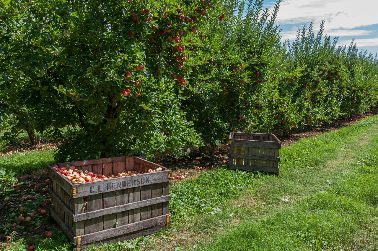 Public apple farm in Co. Wexford announces closure