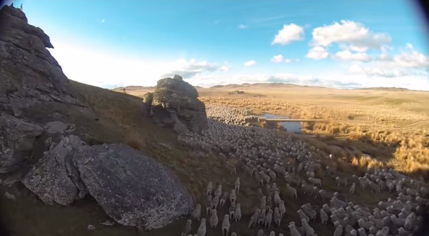 Amazing video of farmer herding thousands of sheep from the sky