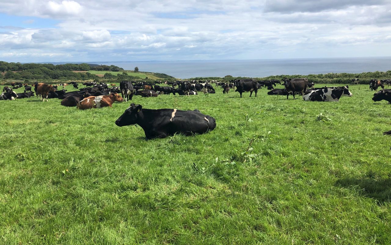 Dairy focus: Olympian turned dairy farmer in Co. Waterford