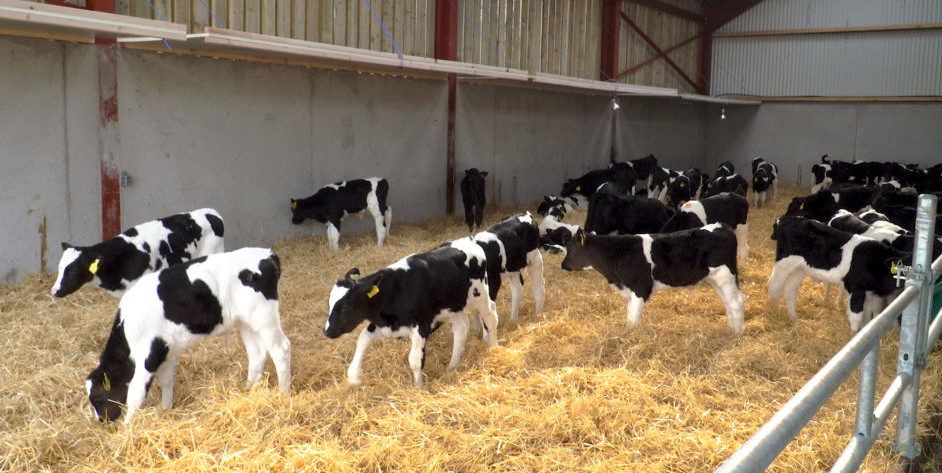 Are you feeding calves enough milk to obtain maximum growth rates?