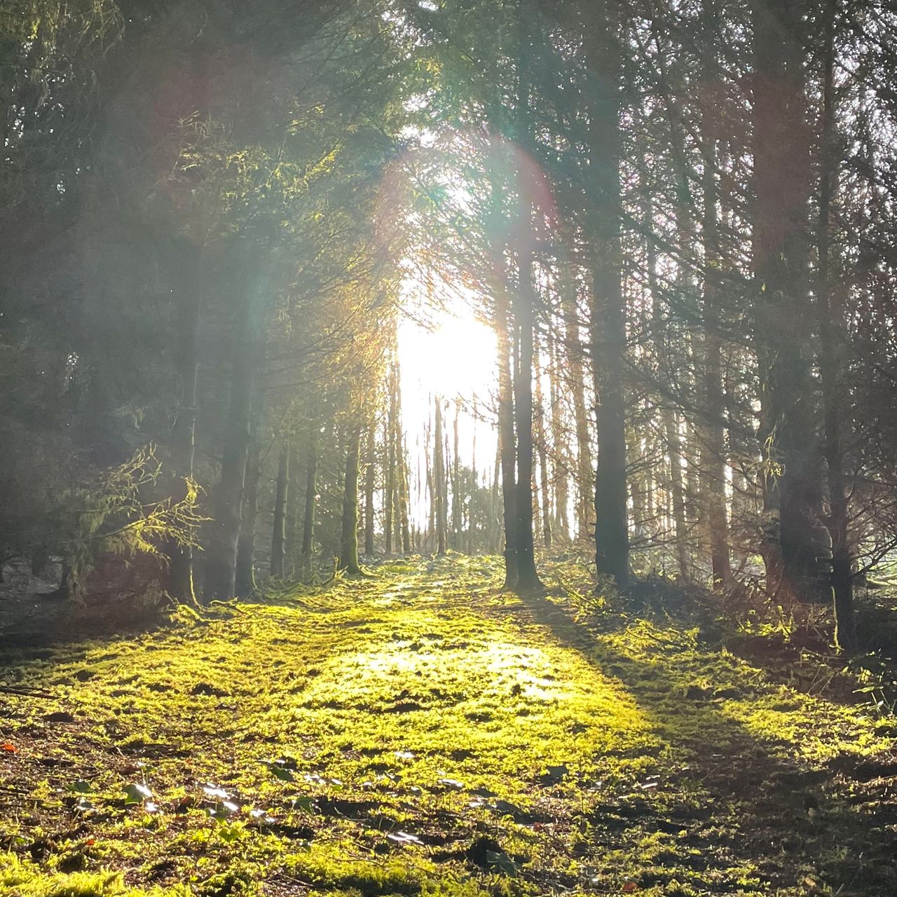 DAFM to pay farmers €1,200 for forest management plans