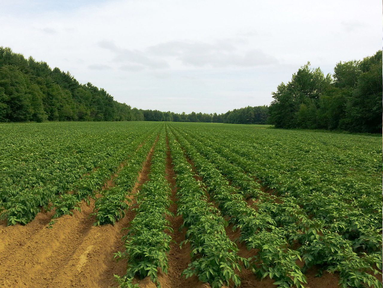 Horticulture enterprise grows for Mayo couple