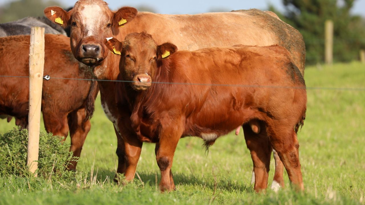 Letter to the editor: Trust is broken in beef sector