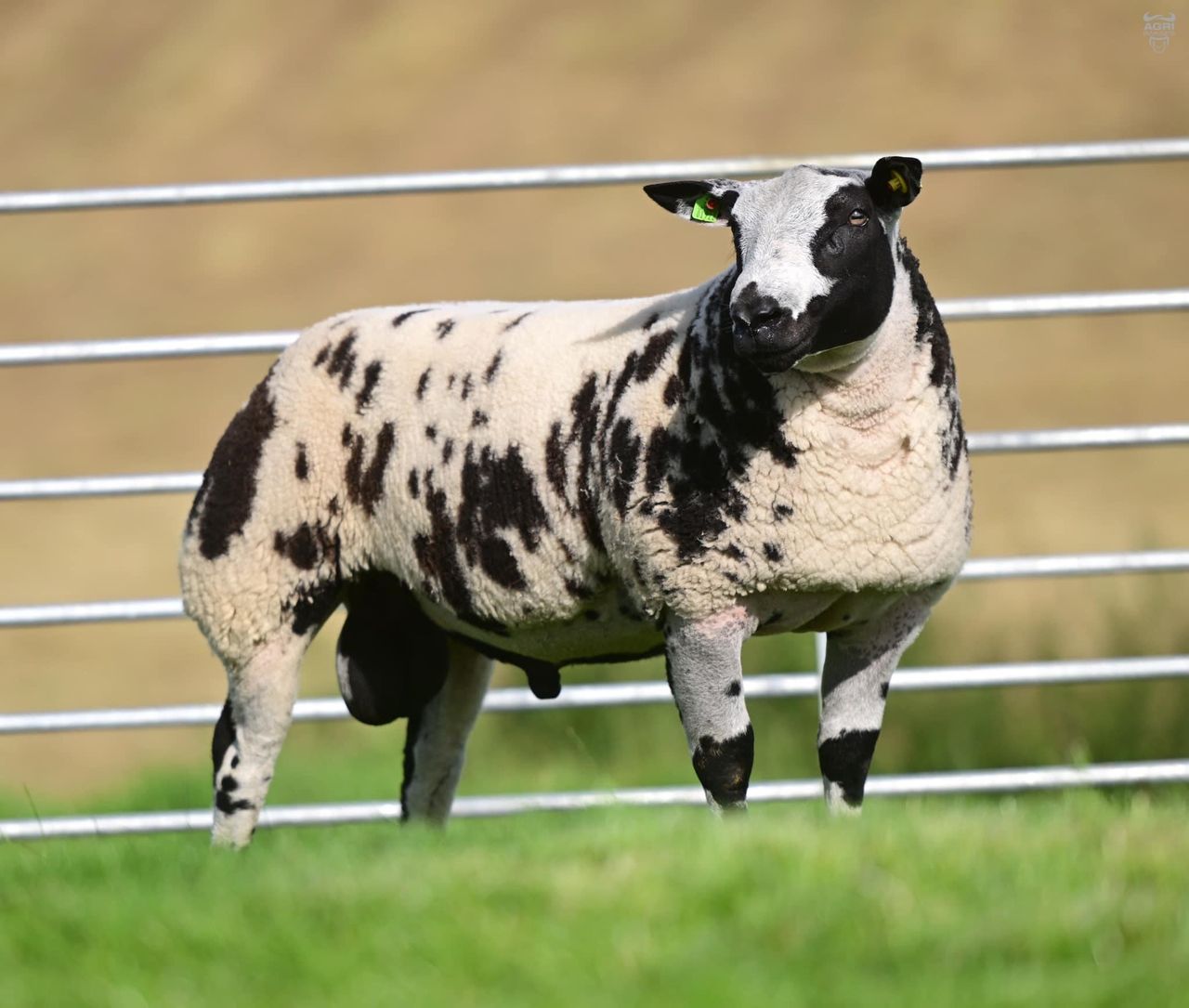 Dutch Spotted ram lamb fetches £20,000 for NI breeder