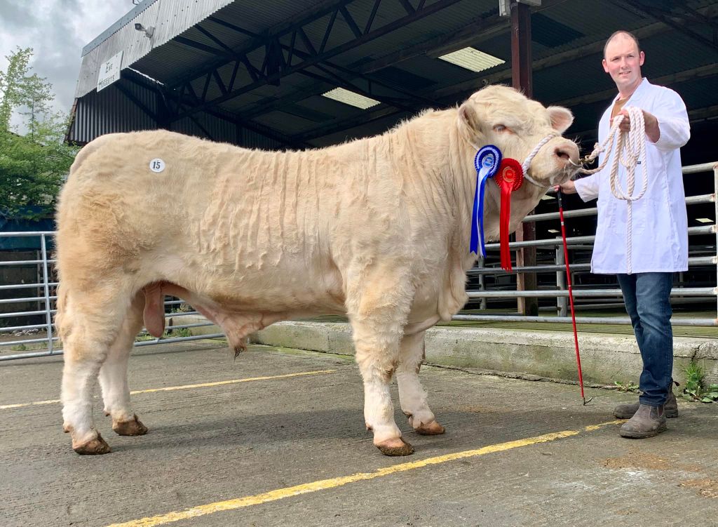 Reserve Champion Davron TRex sold for €3,200. Image: Irish Charolais Cattle Society