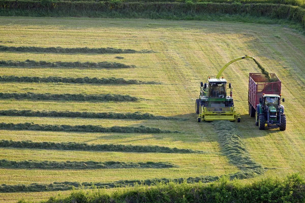 Fodder Support Scheme: Poor growth sparks call for extension