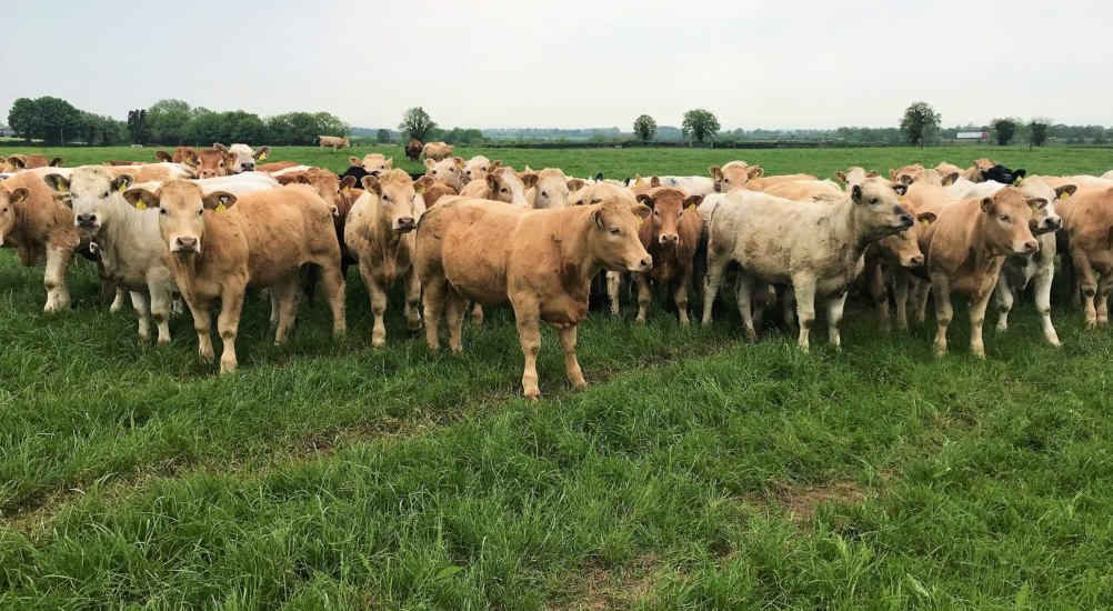 R3-grading heifers worth €54 more north of the border