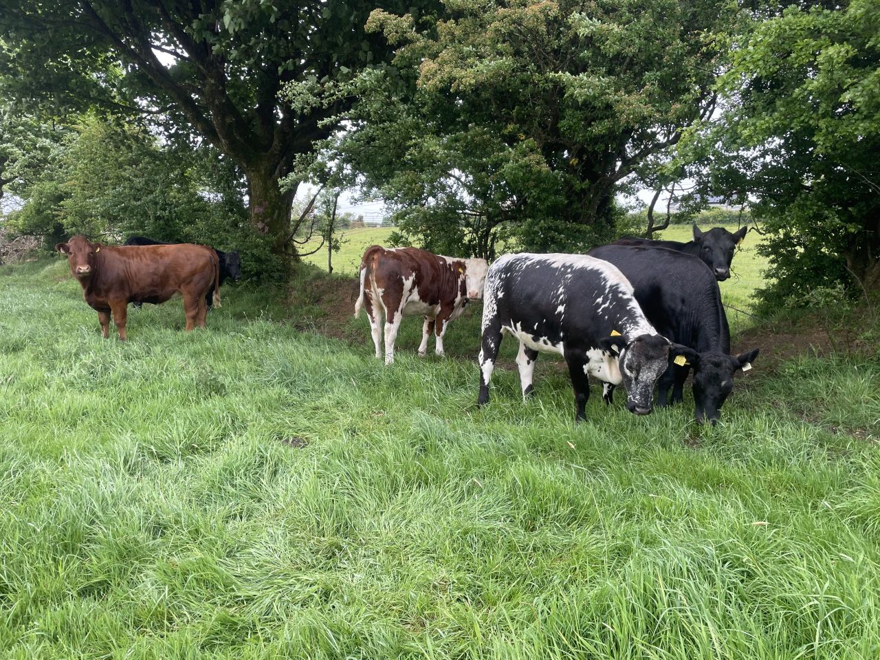 Factory quotes: Beef trade more positive than steady