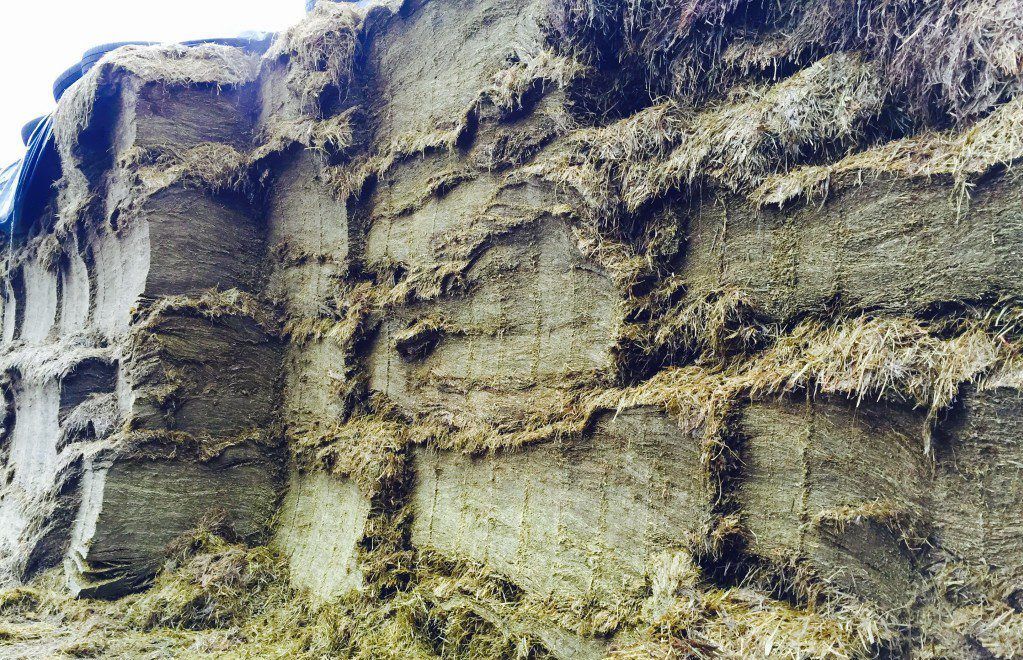 'Farmers will cut their cloth to measure' to avoid another fodder crisis