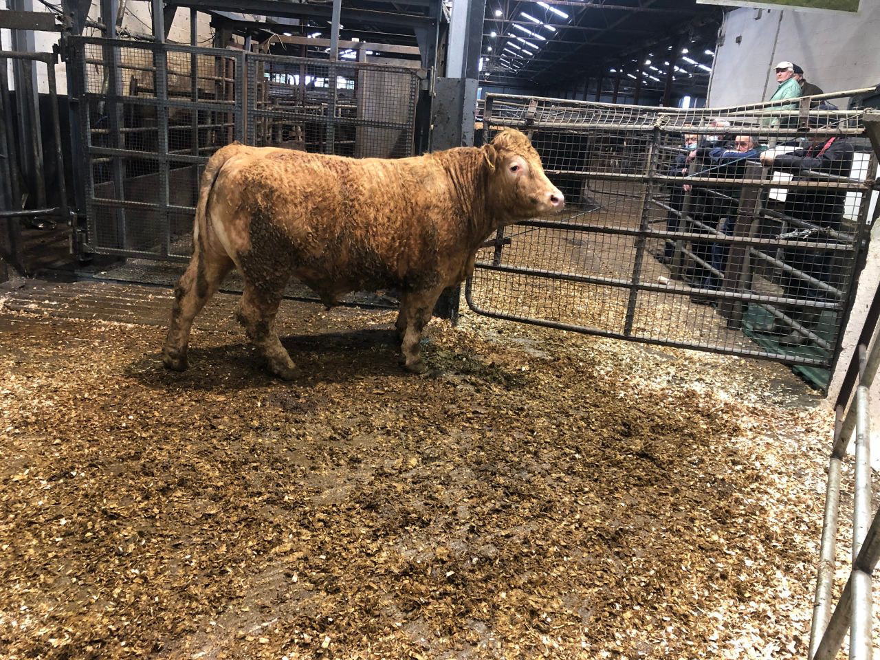 Mart report: Bullocks sell for €3/kg at Carnaross Mart
