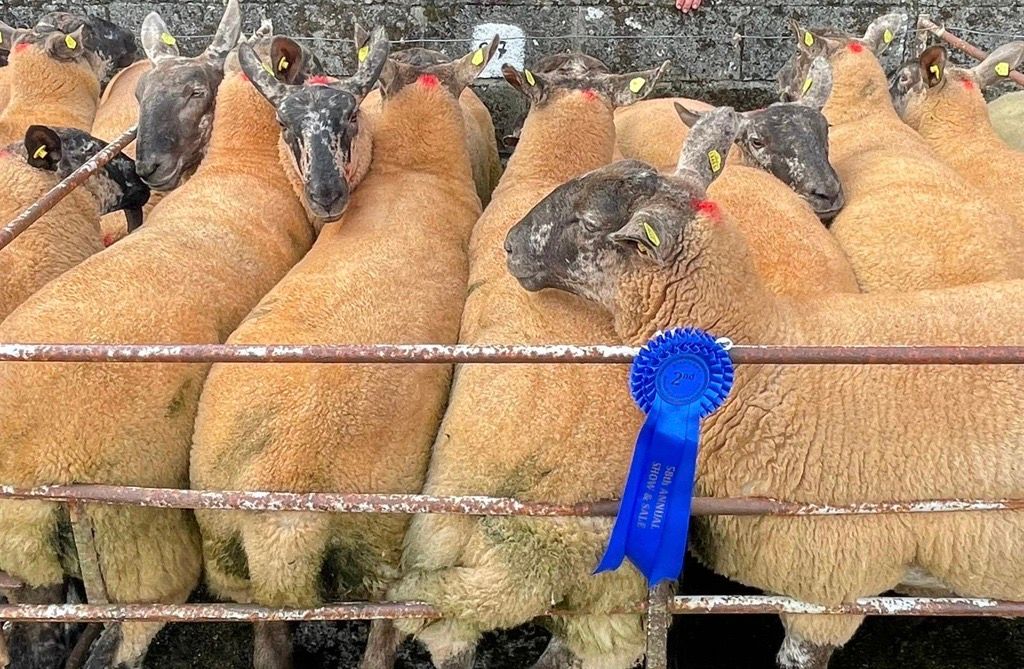 Borris Ewe Breeders’ to celebrate 60 years at upcoming sale