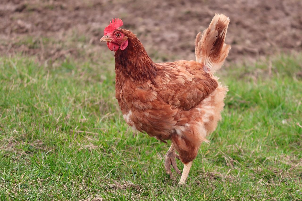 DAERA urges poultry keepers to remain vigilant for bird flu