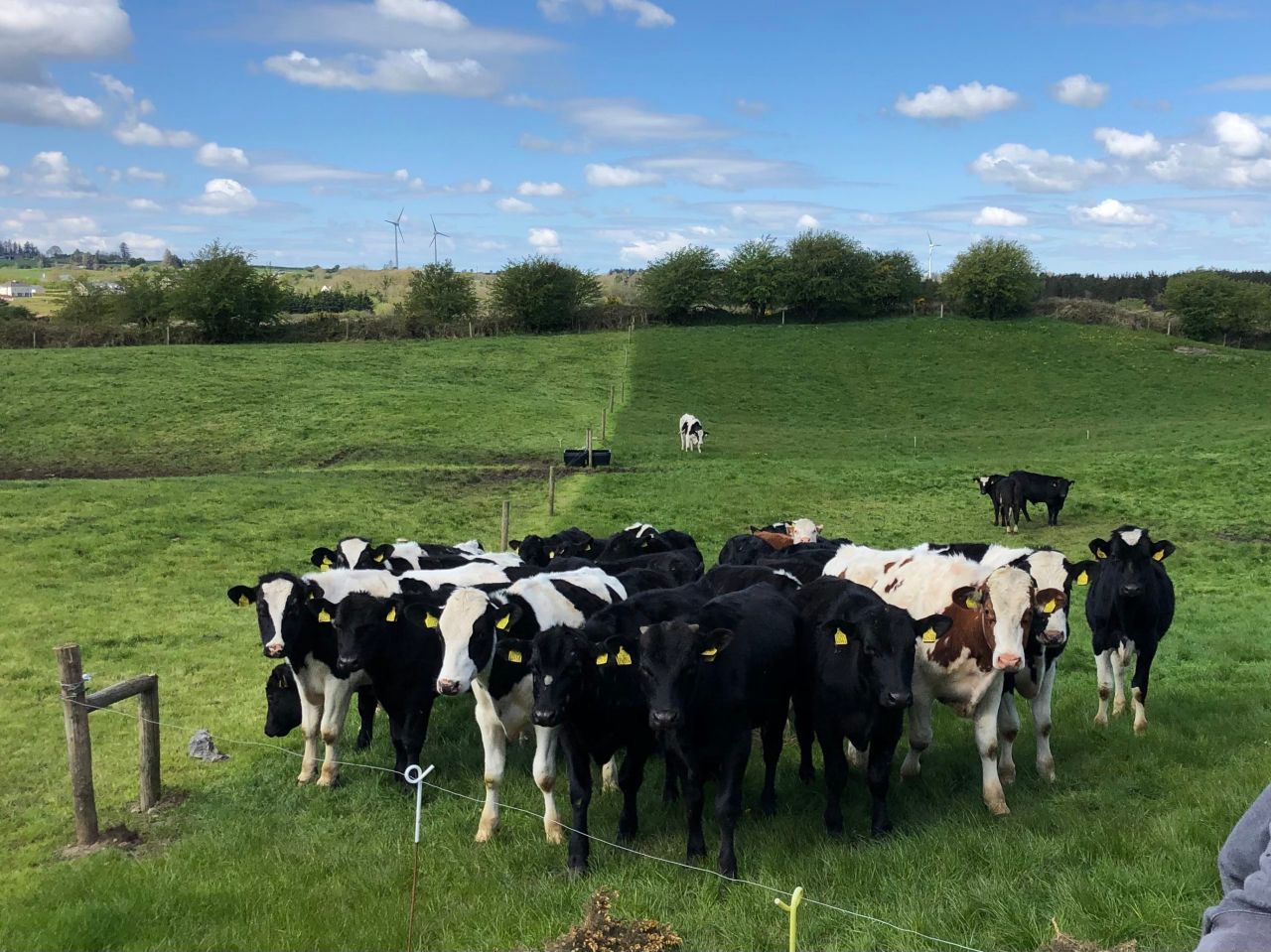 Virtual farm walk on calf-to-beef farm this week