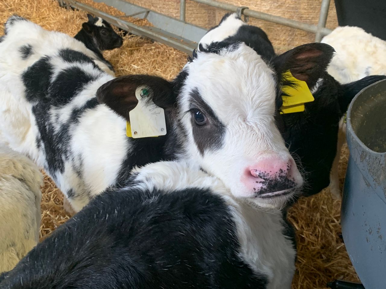 New series to focus on selecting sires to produce high quality dairy beef calves
