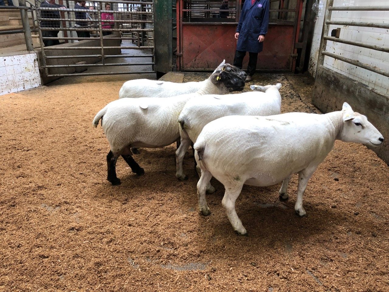 Cull ewe trade remains in strong form