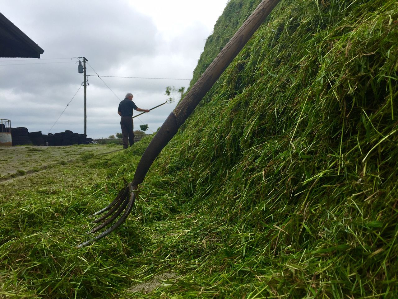 Getting silage analysed before winter housing