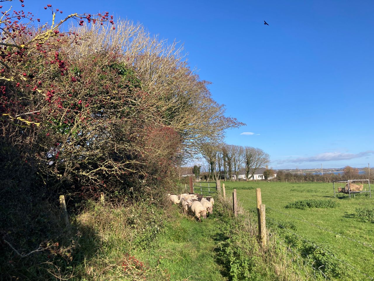 Sheep advice: Managing the feeding and health of store lambs