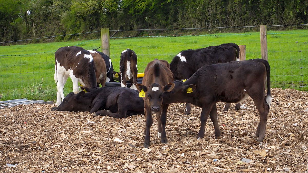 Teagasc signs lease for dairy calf-to-beef demonstration farm