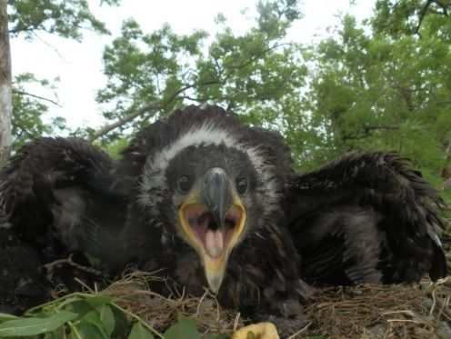 White-tailed eagles successfully hatch chicks across the country