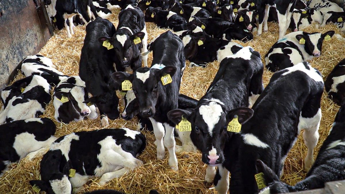 Minister wants separate excretion rate for young calves
