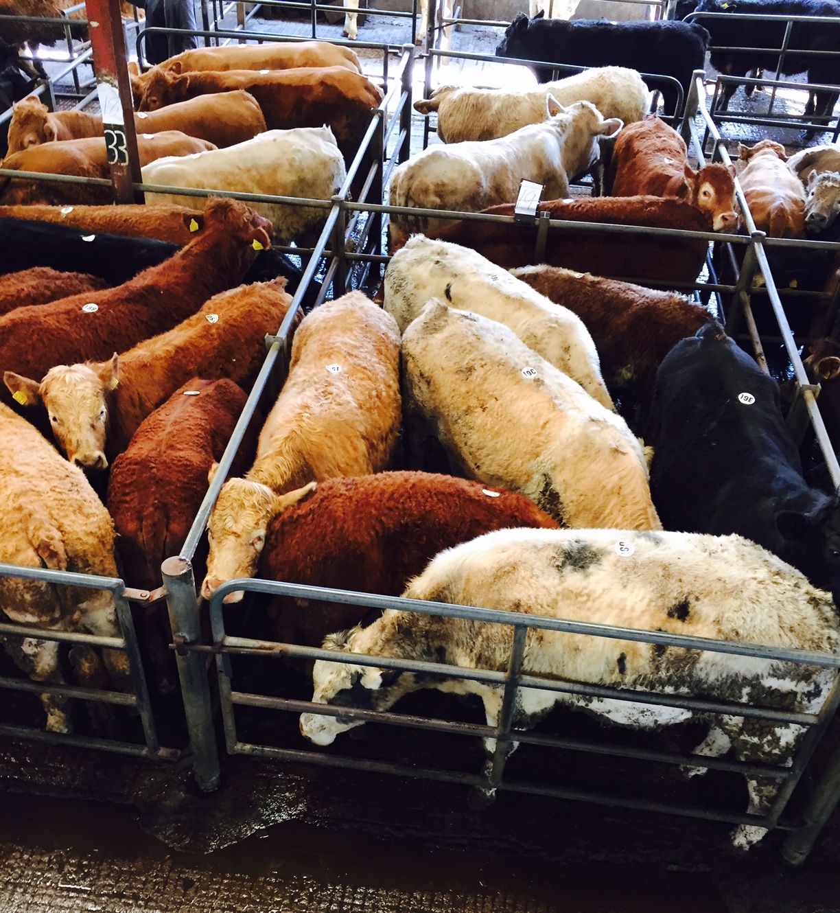 Will exports to Turkey relieve some pressure from the EU beef market?