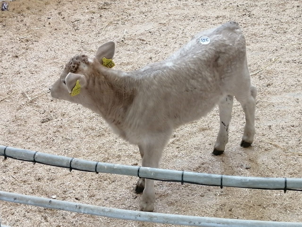Calf trade: Big jump in numbers at Enniscorthy Mart