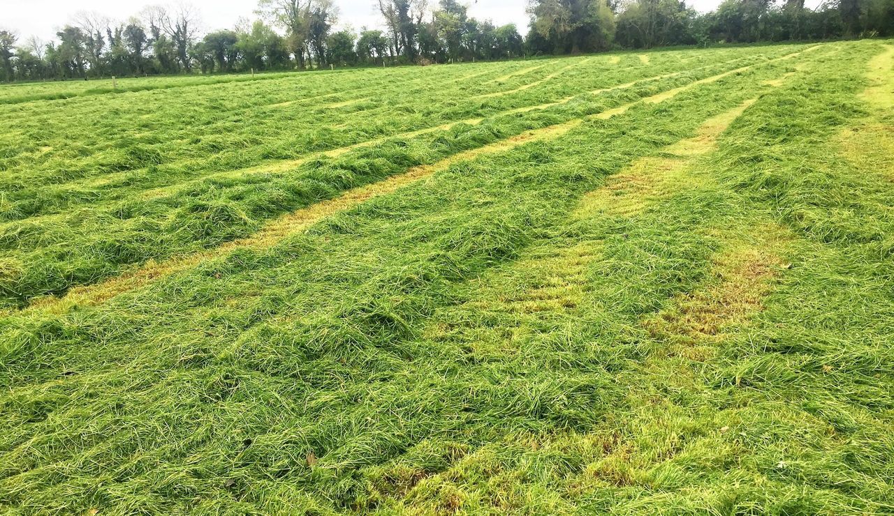 Grass update: Growth rates running above five-year average