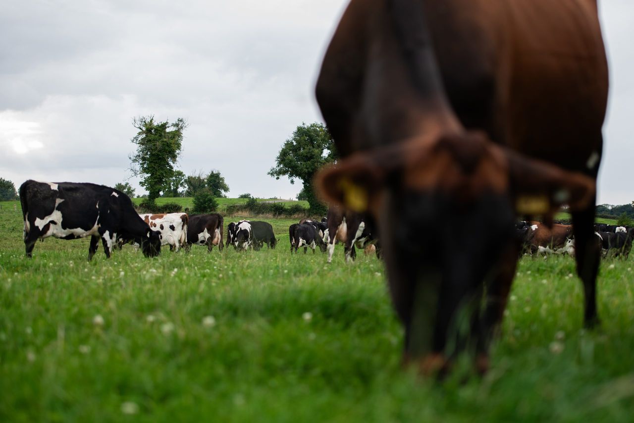 Who are the 2025 NDC &amp; Kerrygold Quality Milk Awards finalists?