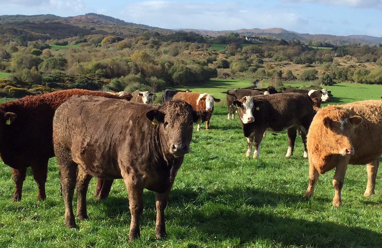 How do I get my replacement heifers back on track to calve at 24 months?
