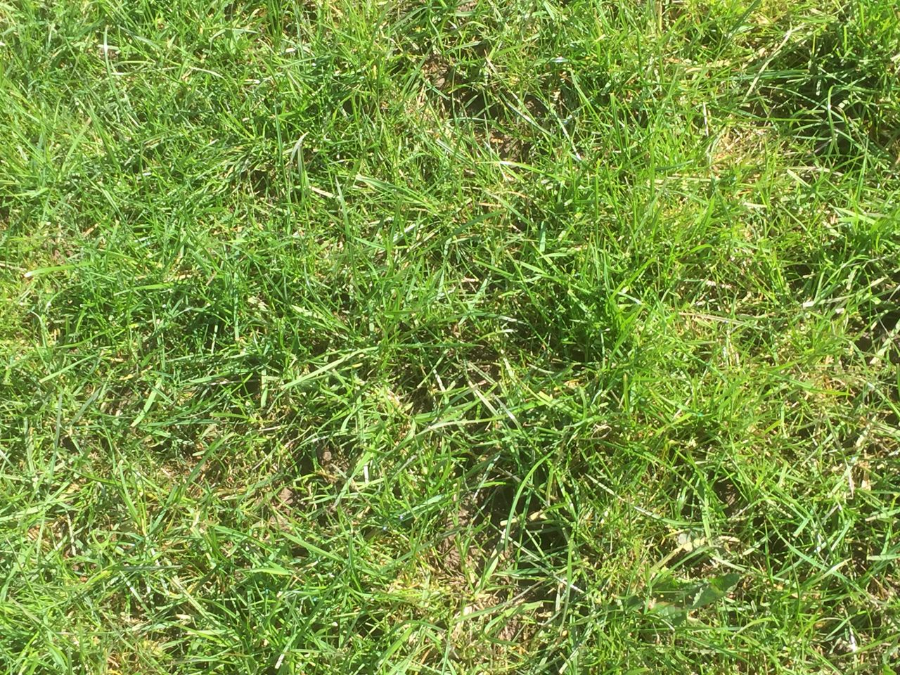 Reseeding: Grazing paddocks for the first time