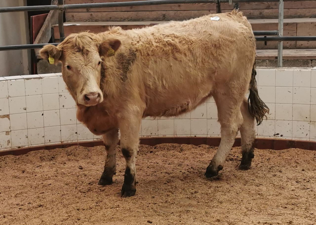 Mart report: Cull cow prices back slightly in some marts