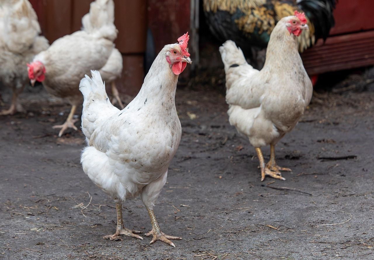 Heydon: Poultry owners need to protect flocks from bird flu
