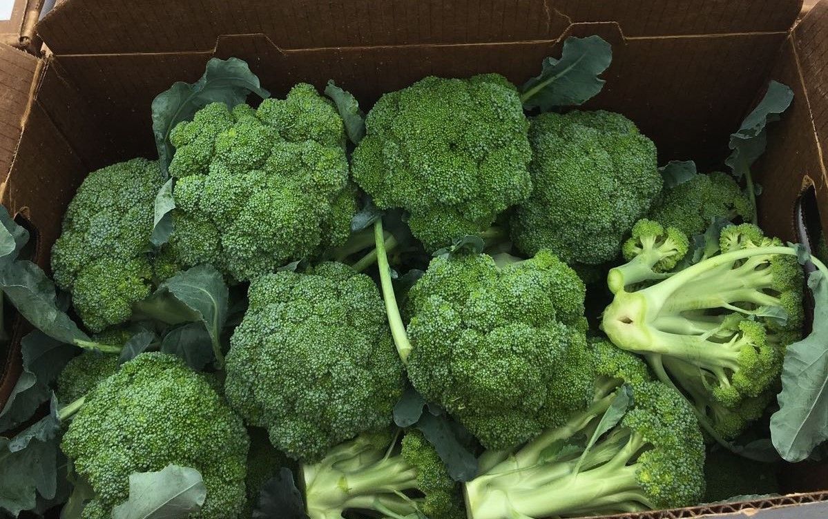 Rain doesn't end problems for veg growers