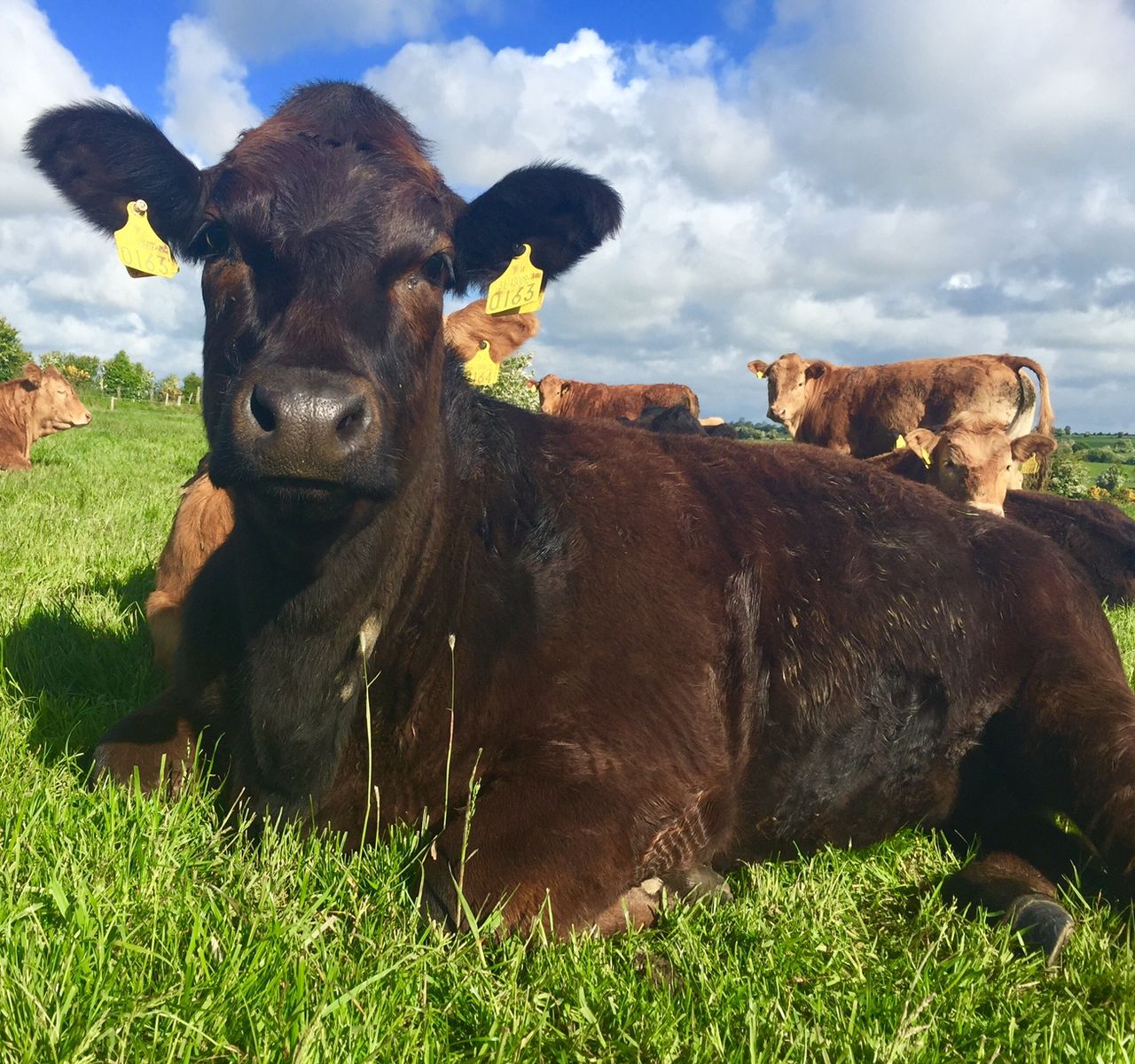 Irish beef trade remains strong - Despite French protests