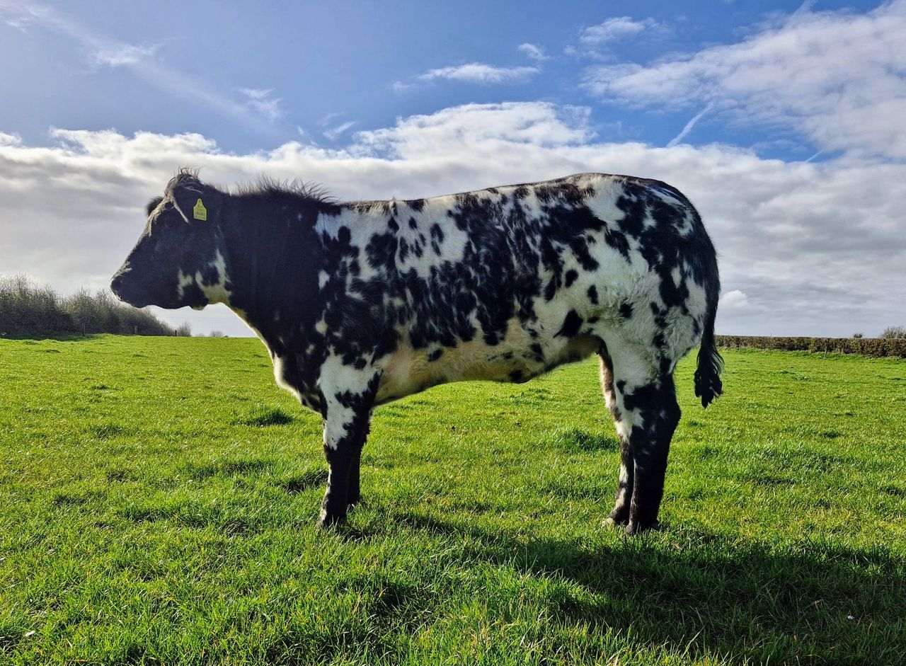 Belgian Blue-cross heifer just the ticket in raffle