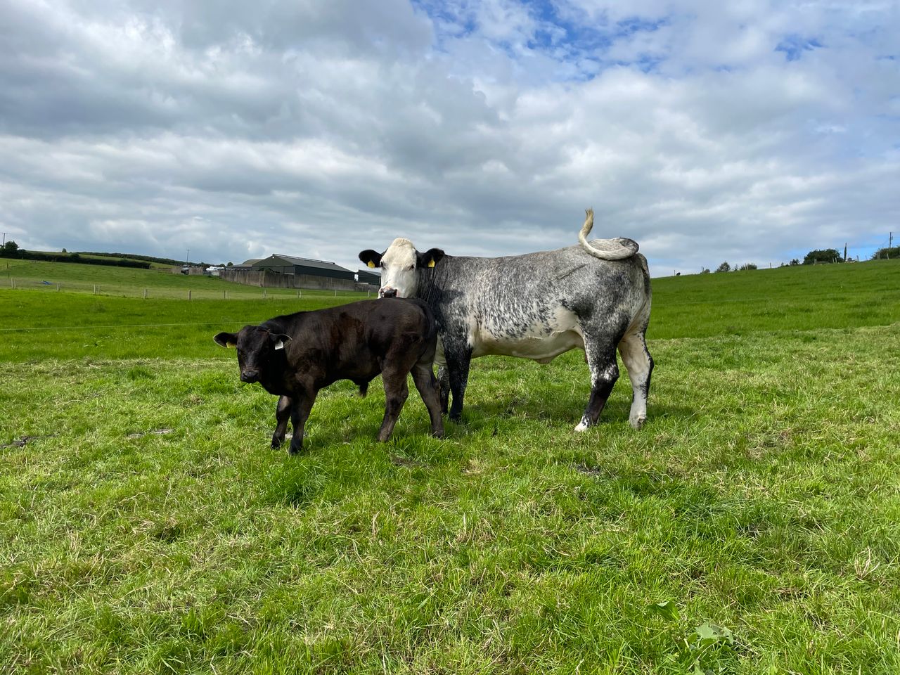 How soon after breeding can cows be scanned?