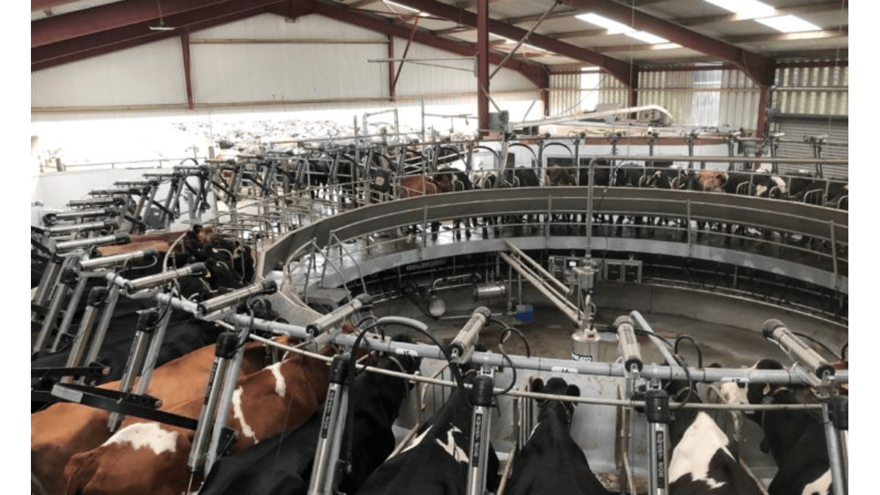 Back in focus: Milking 300 cows in a 50-unit rotary parlour in Co. Galway