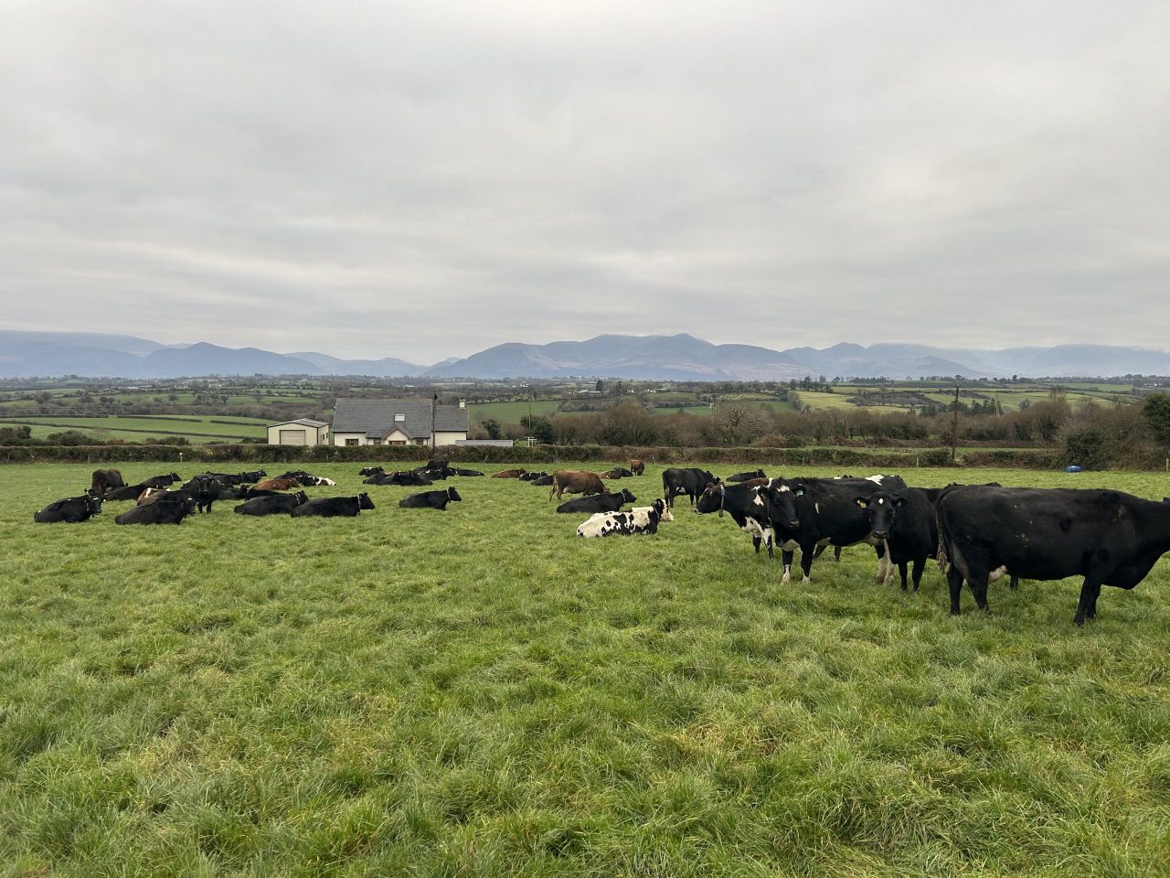 Agriland and LIC present new series focused on efficient breeding