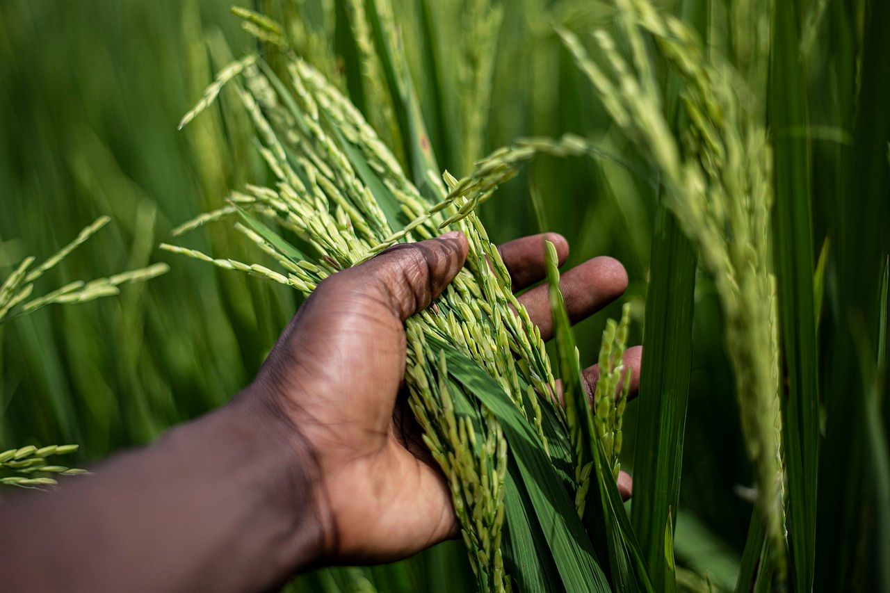Local markets key to tackling global hunger - experts