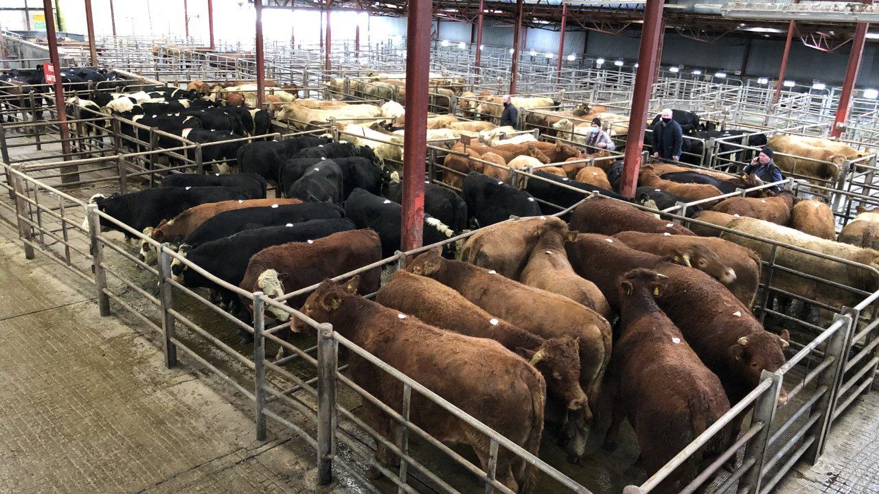Mart report: Charolais bullock makes over €4,200 at Athenry