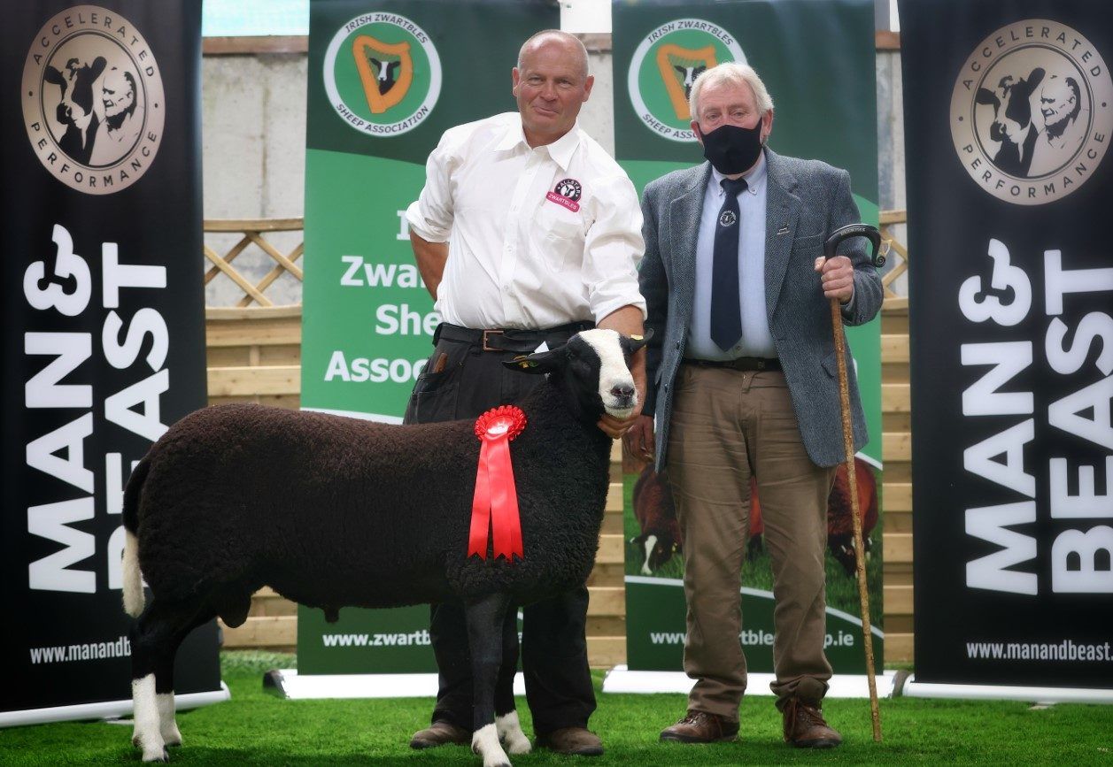 Irish Zwartbles Sheep Association's premier sale tops €3,700