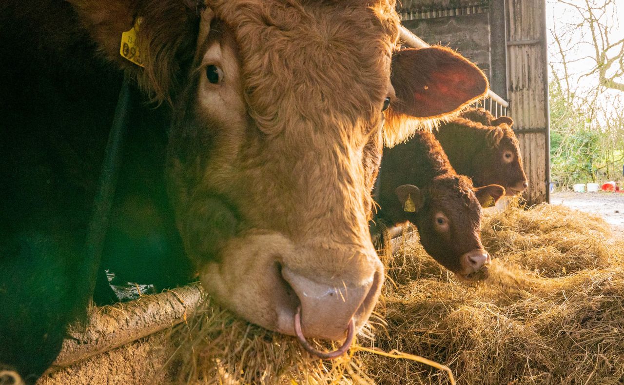 Dominance of beef farming in midlands and border region